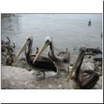 03 pelicans at the fish market.jpg