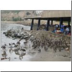 04 feeding pelicans as fish market.jpg