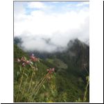 74 orchids and maccu picchu.jpg